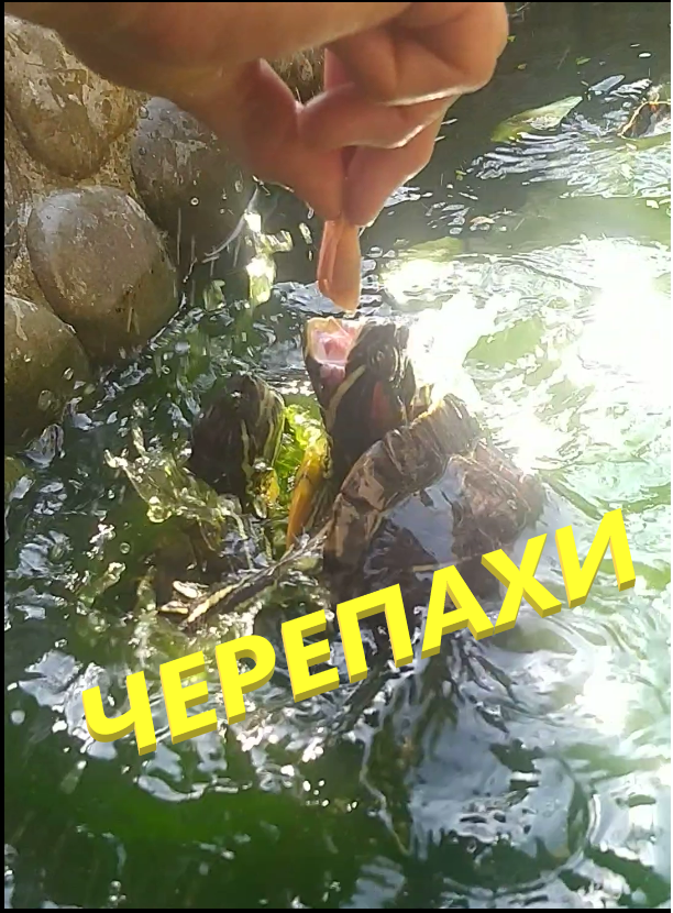 Черепахи водные. Кормежка креветками.