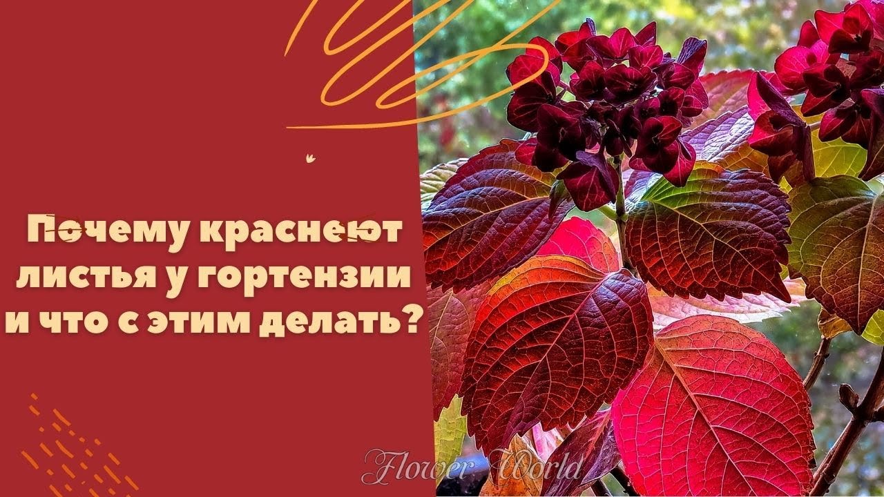 Почему краснеют листья у гортензии и что с этим делать.
