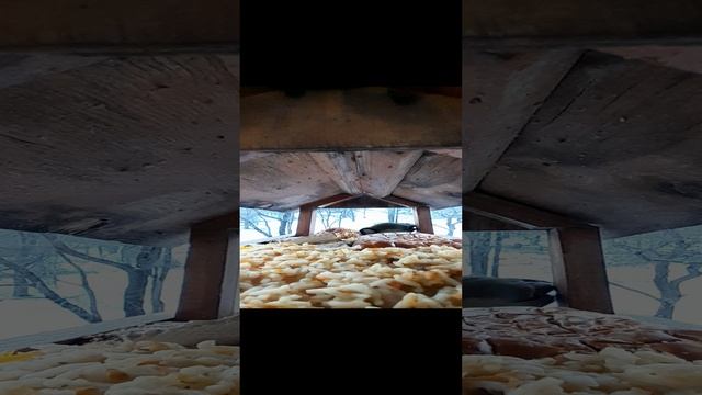 20231205_155548.mp4яжизнь кормушки.05.12.2023г.