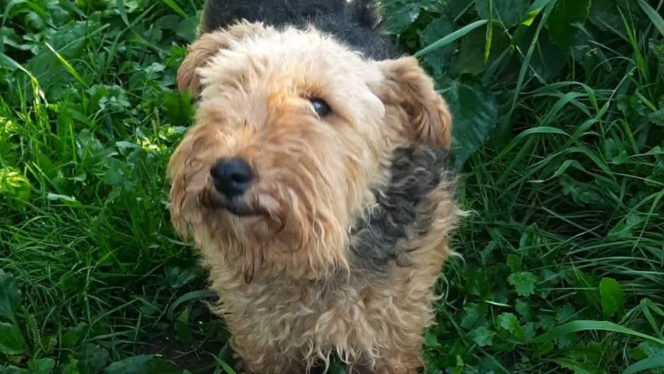 Благодарность Собаке-VIII-2024