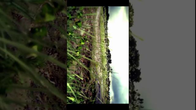 S.T.A.L.K.E.R Тень Чернобыля (второй сон Меченого) #shorts