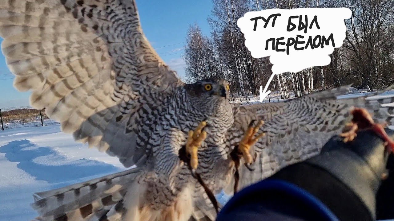 Готовим ястреба Клюкву к запуску в свободный полёт. Кошка Морошка рисковала огрести, а досталось м