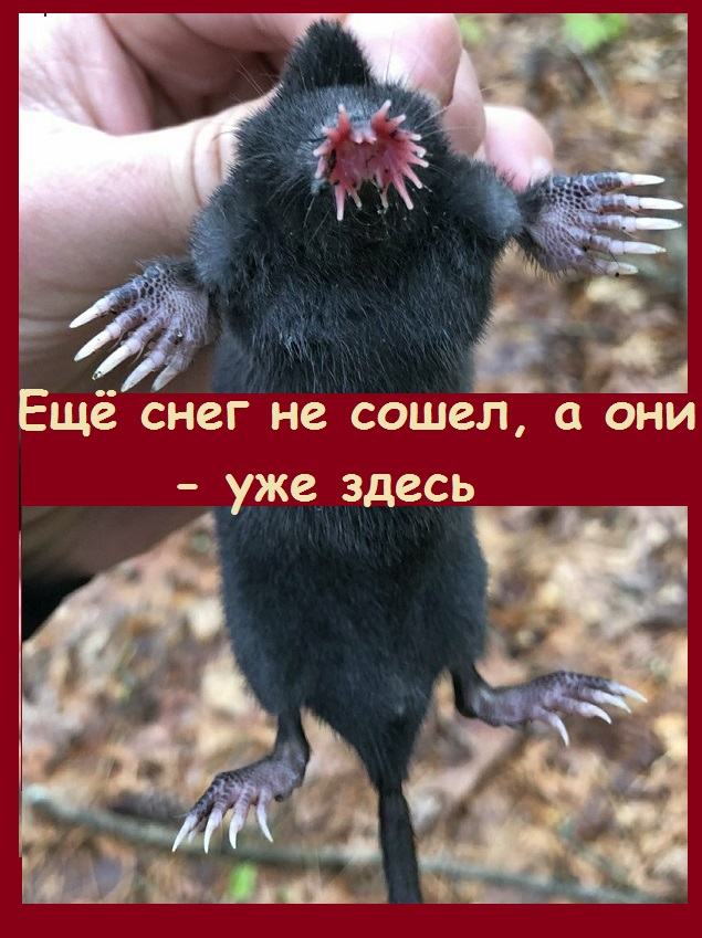 Кроты проснулись , хотя еще не сошел снег, и уже наносят вред!