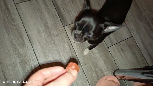 Чихуахуа и грей фрукт,не зашел))