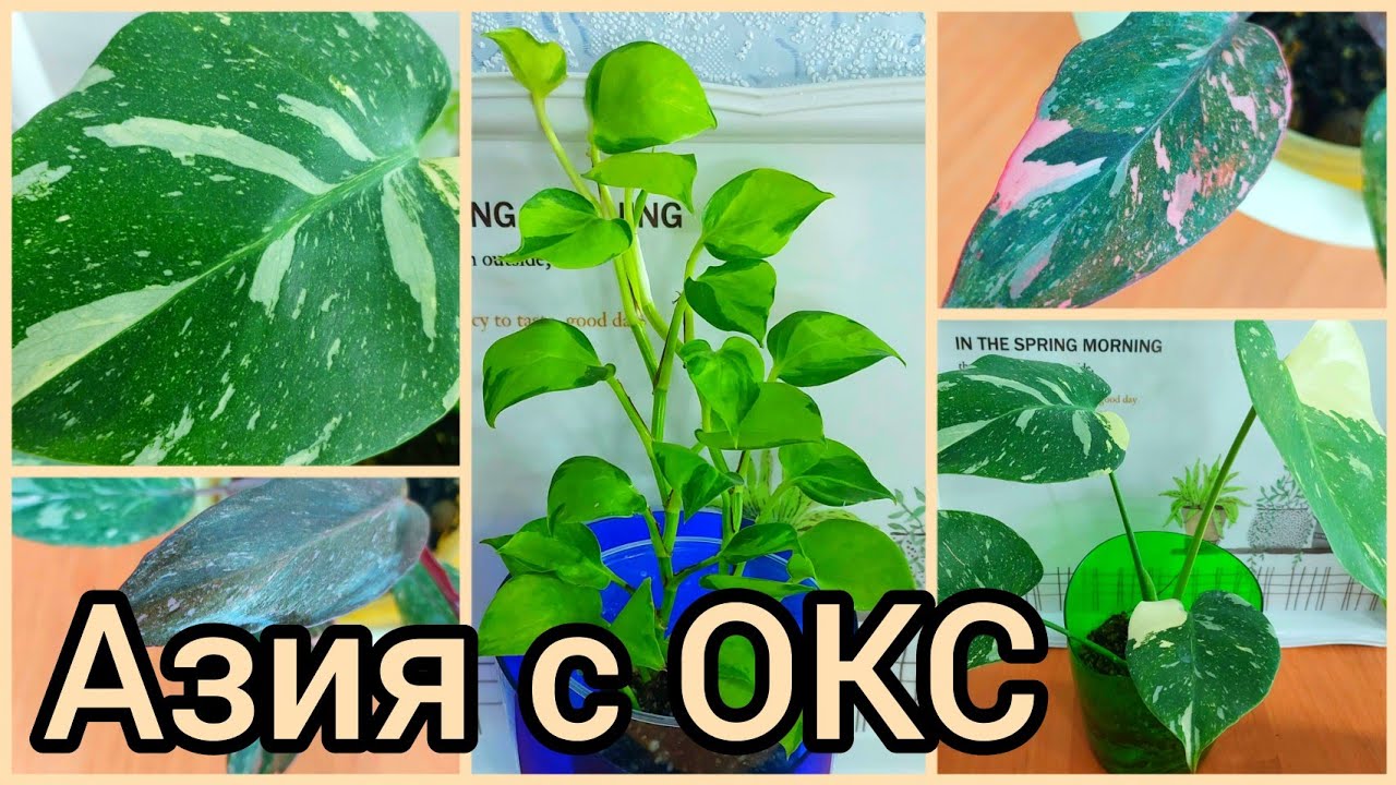 Не все выжили? #Растения с ОТКРЫТОЙ КОРНЕВОЙ СИСТЕМОЙ?Азия?Эпипремнум?Монстера?Филодендрон #цве