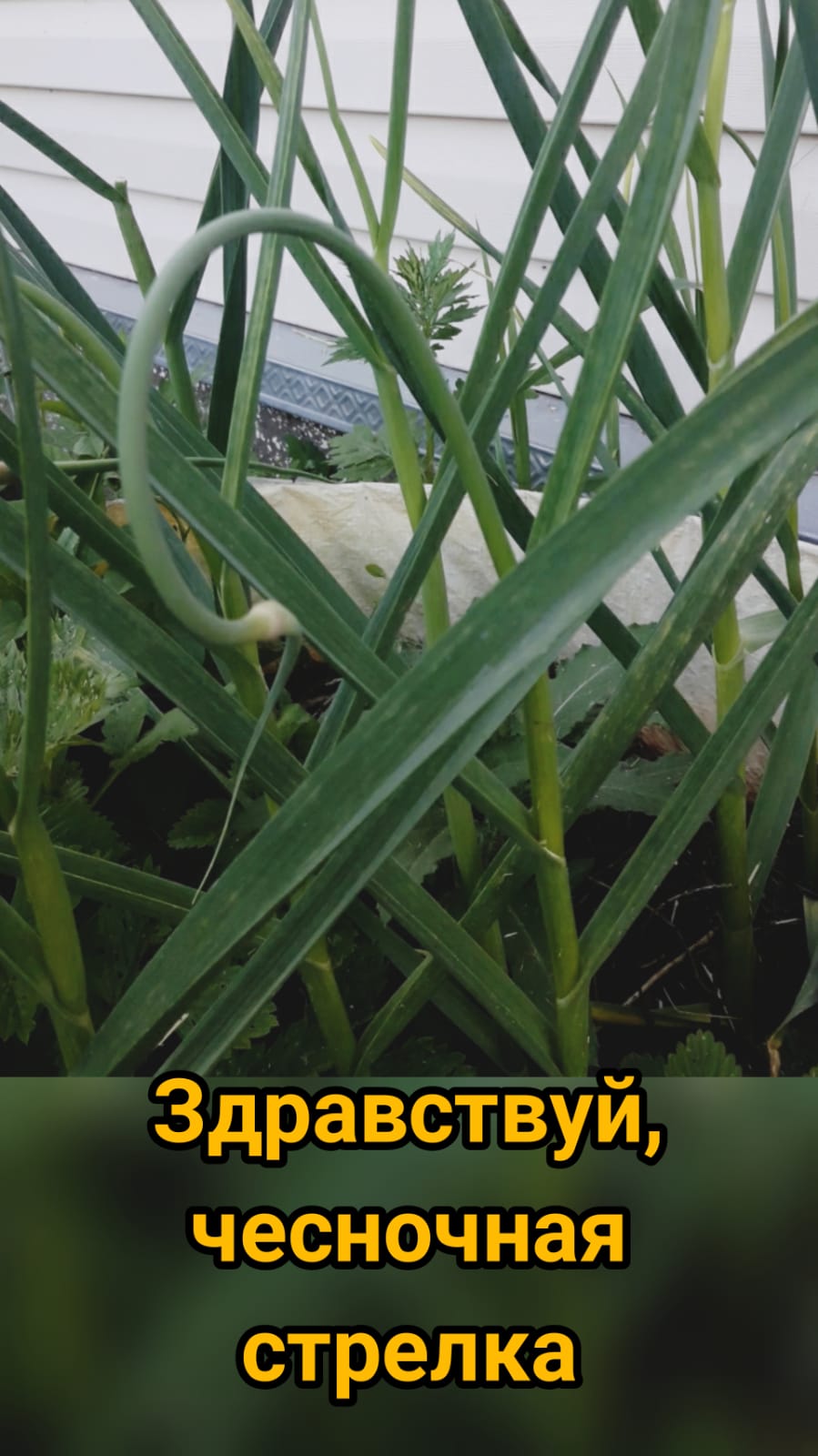 Здравствуй, чесночная стрелка