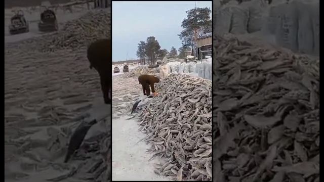 Рыбнадзор ищет мужчин, выловивших тонны рыбы