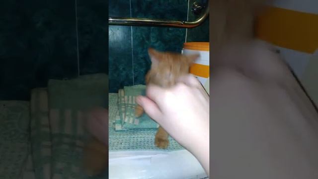 мой любимый кот 5