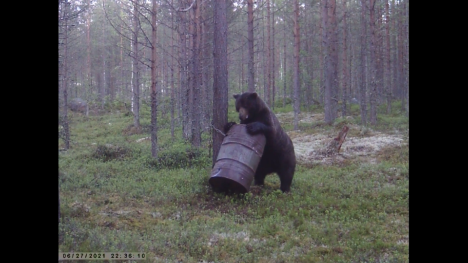 МЕДВЕДЬ ВЫРВАЛ БОЧКУ С ЦЕПИ / МЕДВЕДЬ НА ПРИВАДЕ / ОХОТА НА ПРИВАДЕ