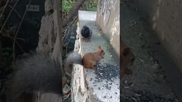 ?️ Жадная Белка?️