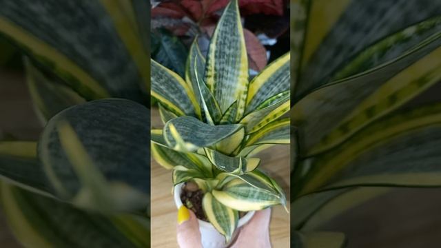 САНСЕВИЕРИИ?Я так люблю когда они это делают?ХАННИ Голд?Щучий хвост?Тёщин язык?Размножение