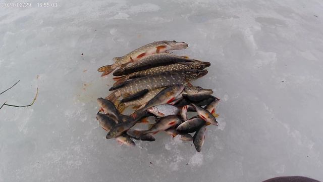 Последний лёд (7) - сезон закрыт!