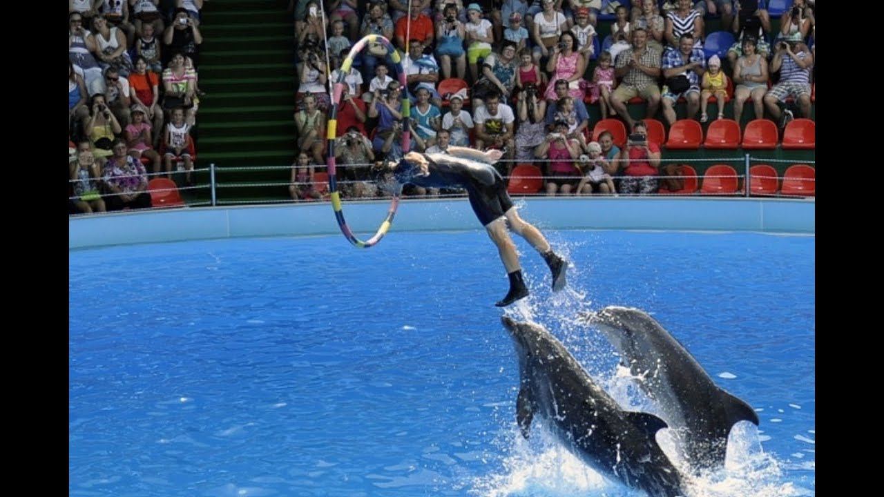 Адлерский дельфинарий | Сочи