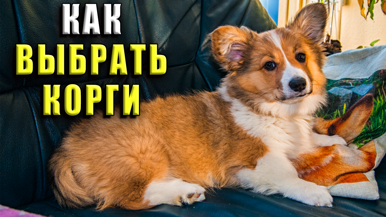 Как выбрать корги. Какую корги выбрать