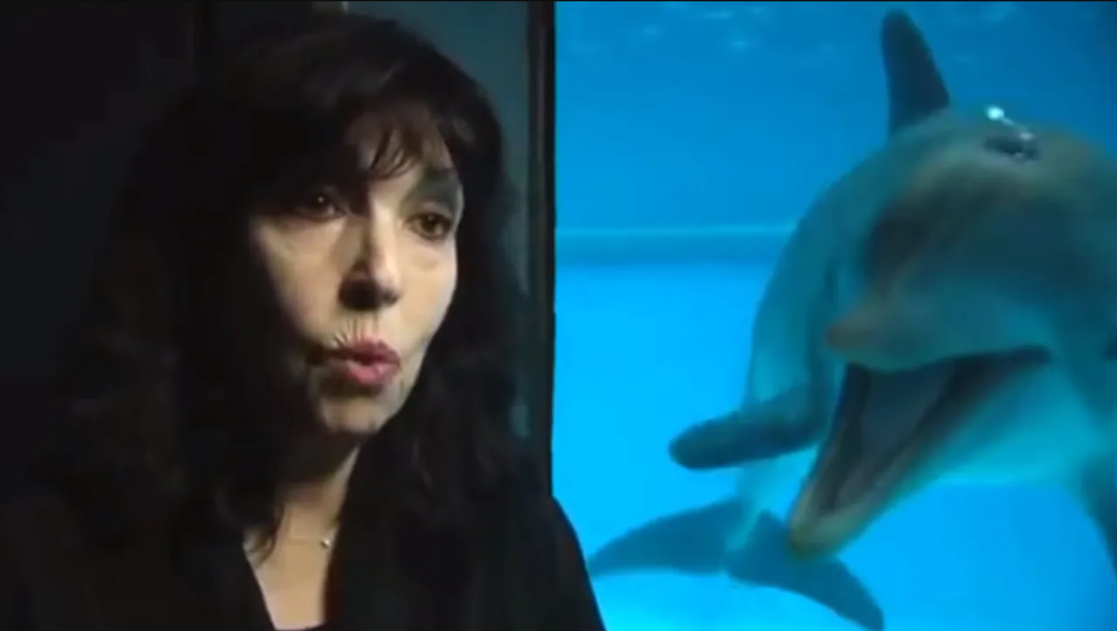 Дельфин стукнулся