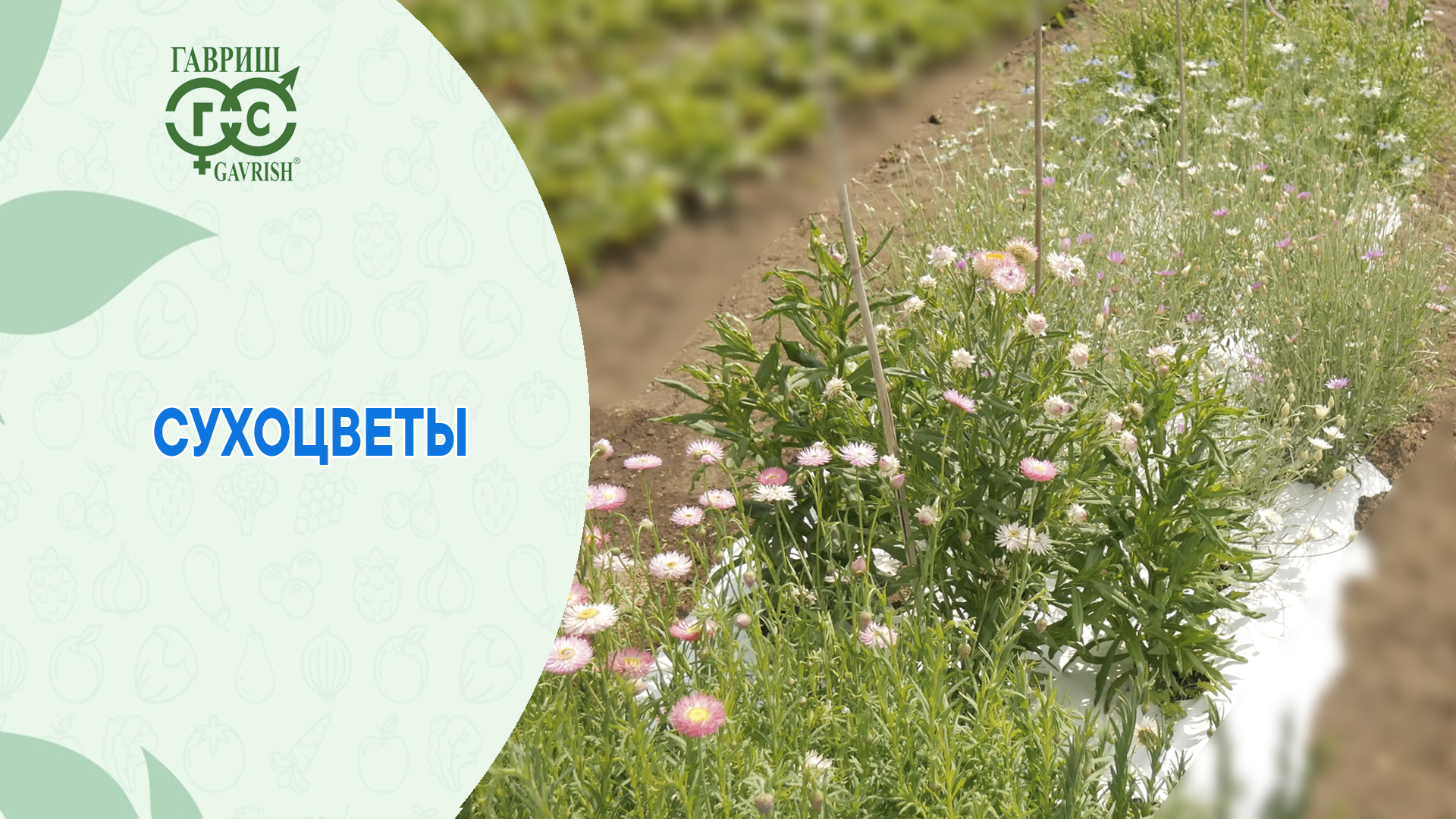 Цветы живой природы