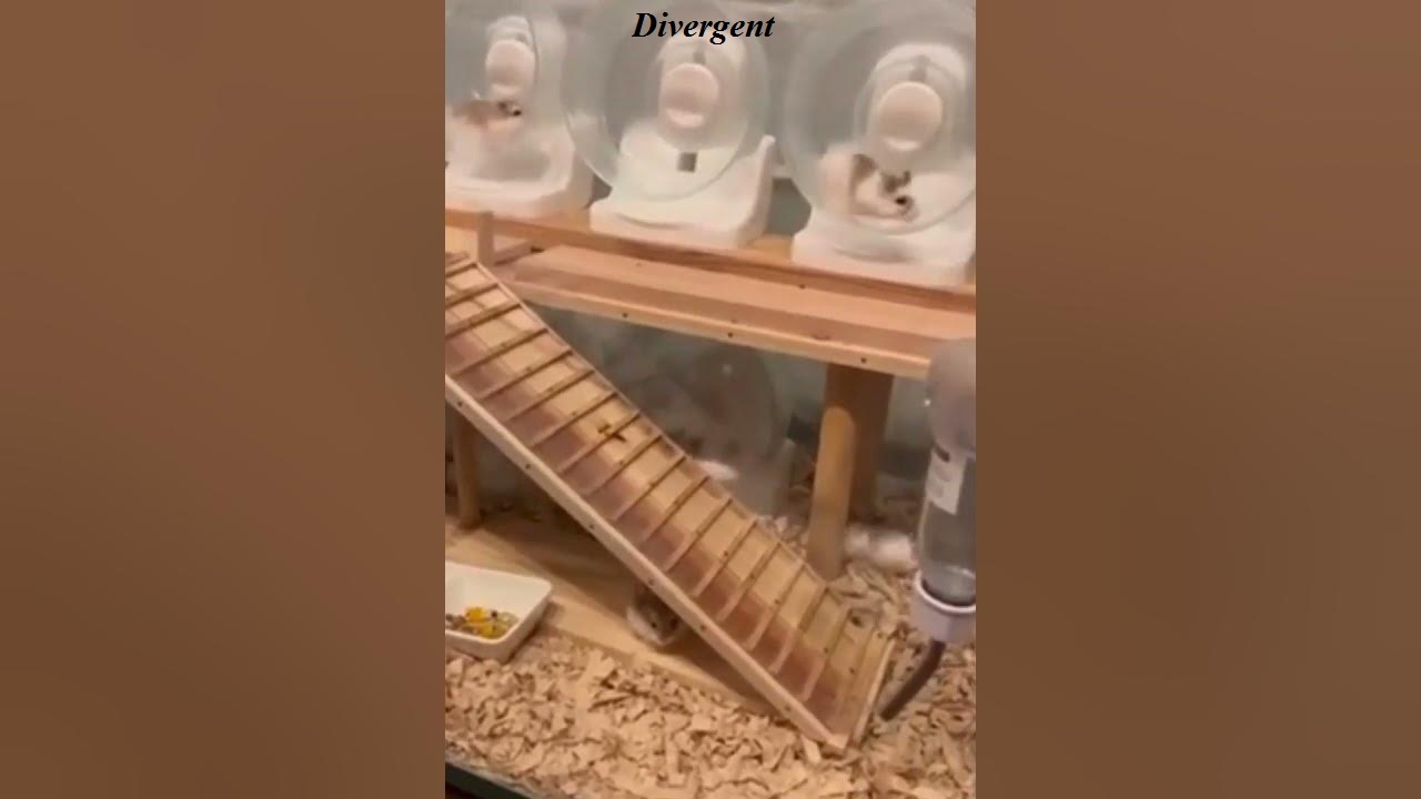 О ЦАРСТВЕ ХОМЯЧКОВ