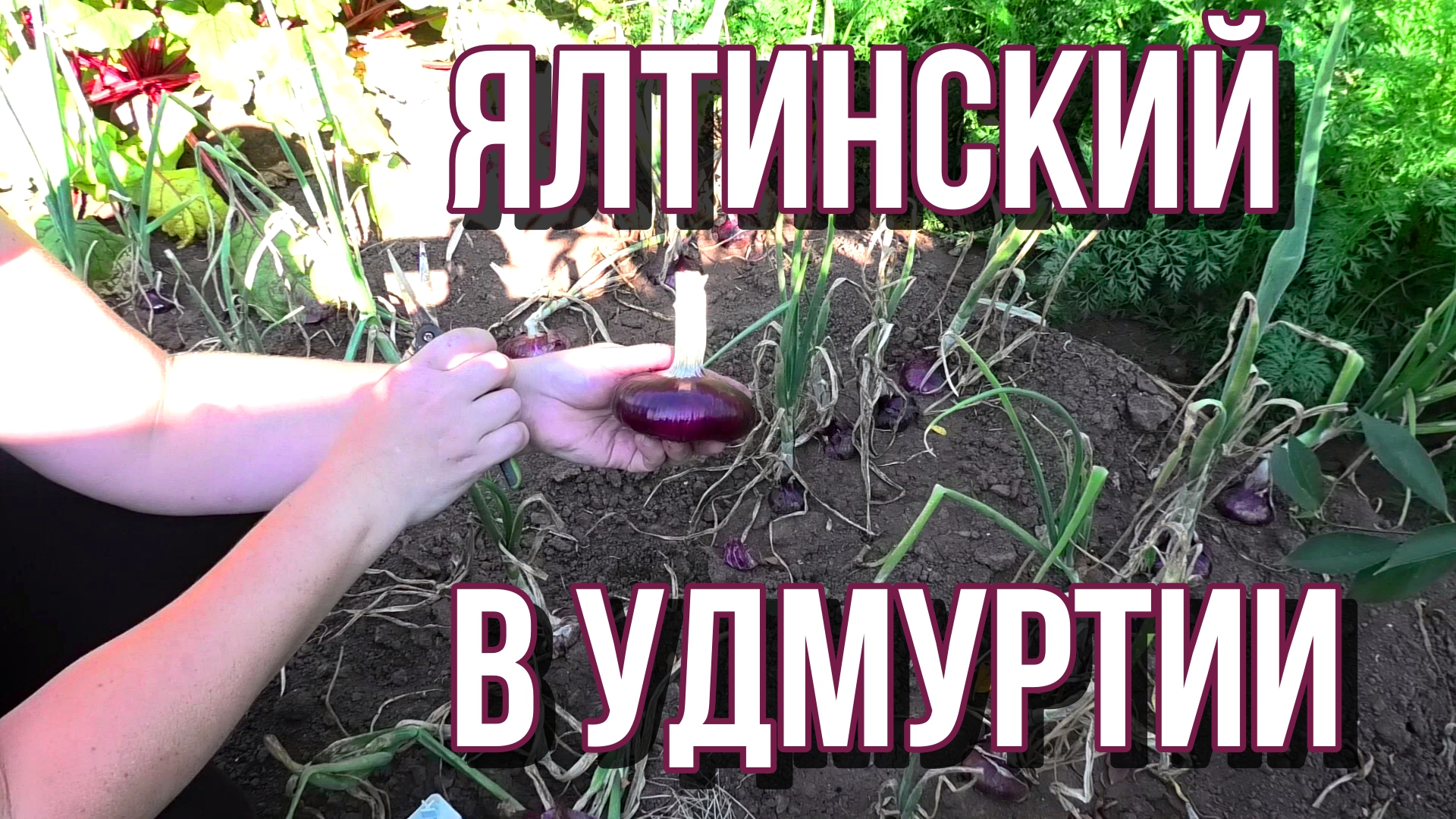 Лук Ялтинский из семян. 2023