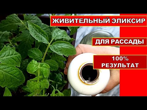 РАССАДА НА ГЛАЗАХ РАСТОЛСТЕЕТ! ЖИВИТЕЛЬНАЯ ОРГАНИЧЕСКАЯ ПОДКОРМКА РАССАДЫ.