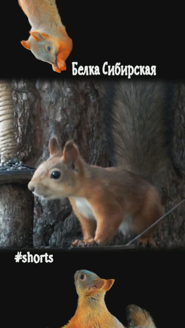 Белка обедает у столика