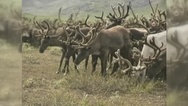 ХЭБДЕНЕК- ПРИТЯЖЕНИЕ СЕВЕРА, Магаданская область