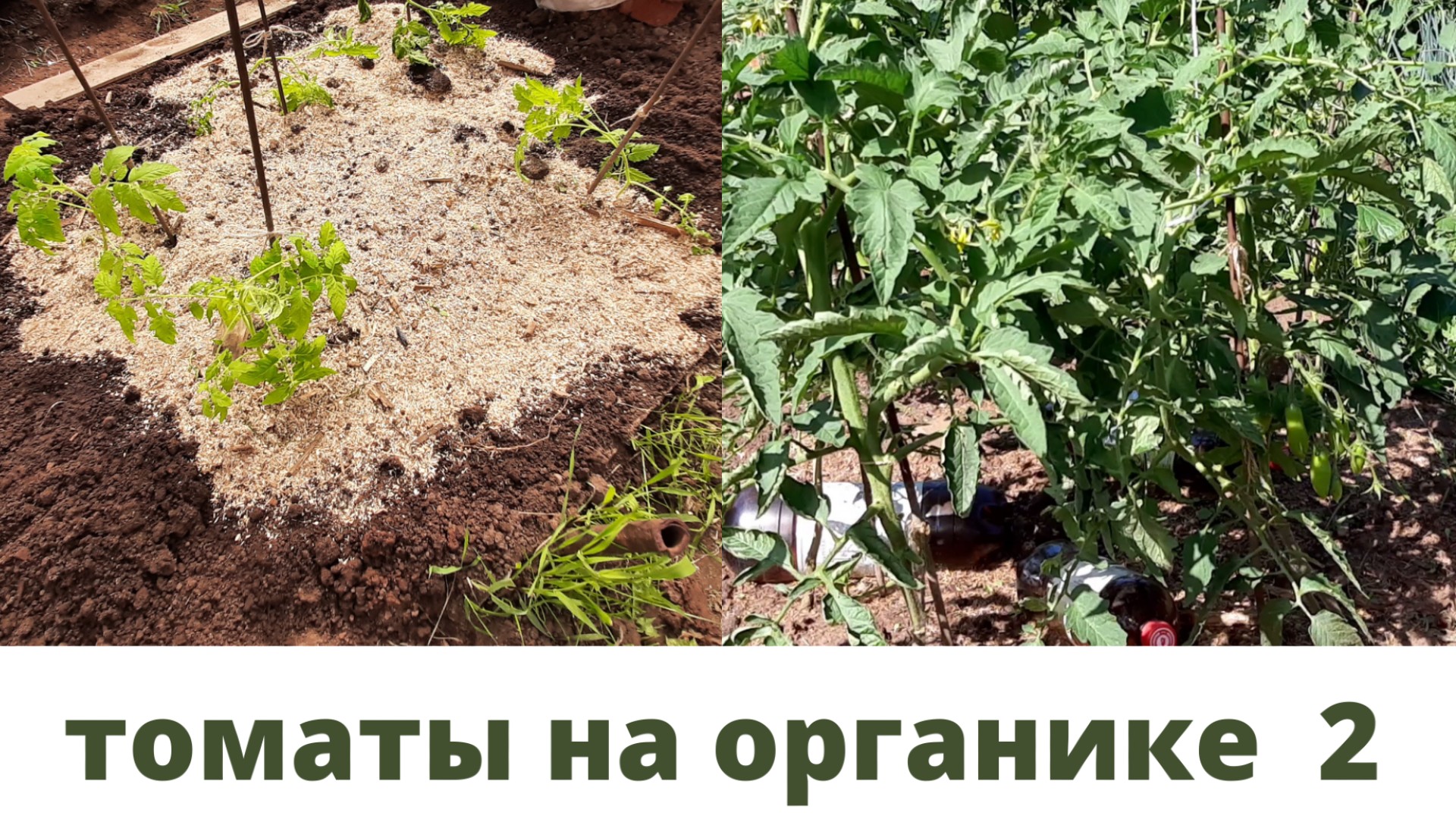 Томаты на органике. Часть 2.  7 июля 2021.