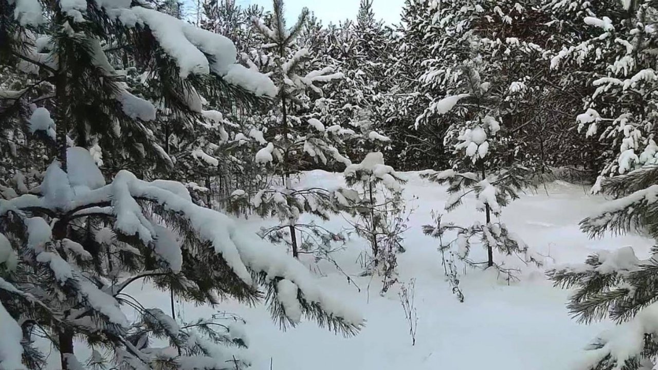 ТРОПЛЮ ЗАЙЦА БЕЛЯКА В ТАЙГЕ
