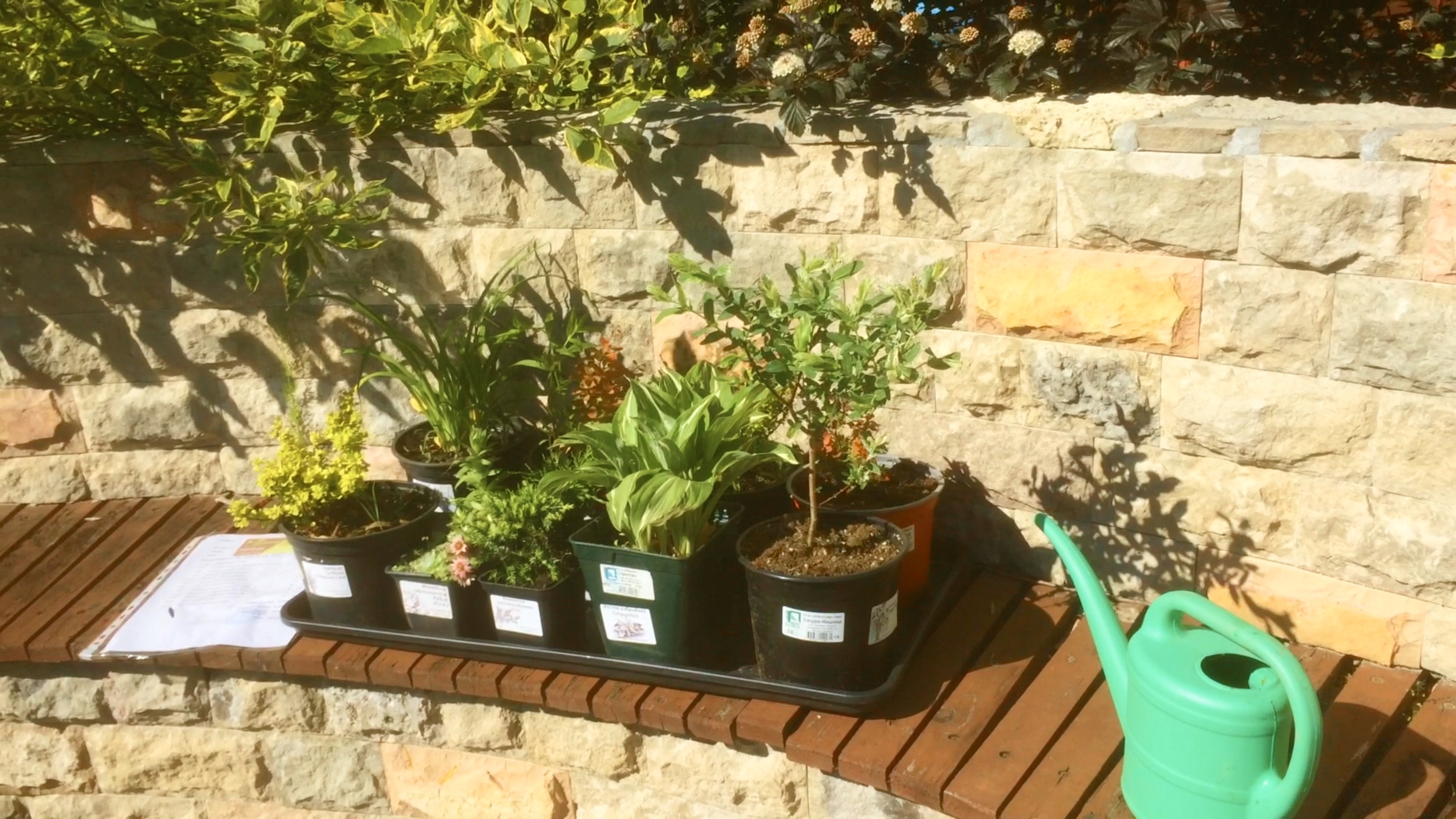 НОВЫЕ РАСТЕНИЯ ИЗ СПИСКА ХОТЕЛОК. ИВА ХАКУРО НИШИКИ / КАРЛИКОВЫЕ БАРБАРИСЫ / ХОСТА СТРИПТИЗ.