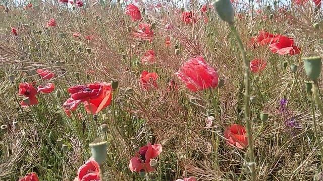 Маковое поле в Темрюкском районе