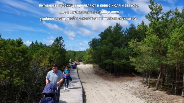 Гусеницы шелкопряда на экотропе Озеро Лебедь 2022