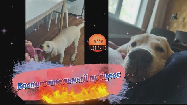 Воспитательный процесс