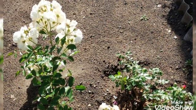 Июль 2022 в Кремнёво