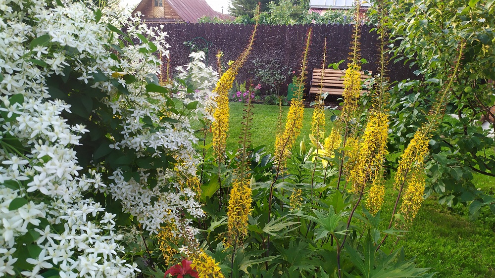 Июльский вечер в моём саду. 2022 год..mp4