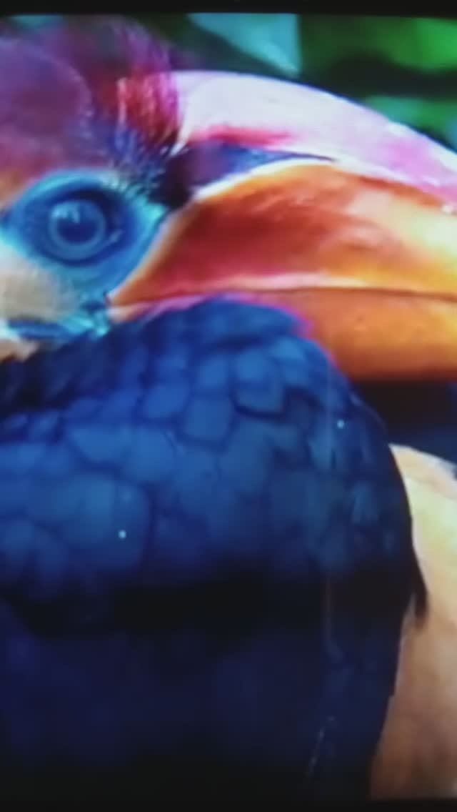 Голоса лесных птиц.#Shorts