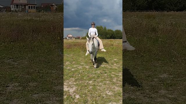 Занятия управлением лошадью без оголовья @anastasia_konetrener вк, тг