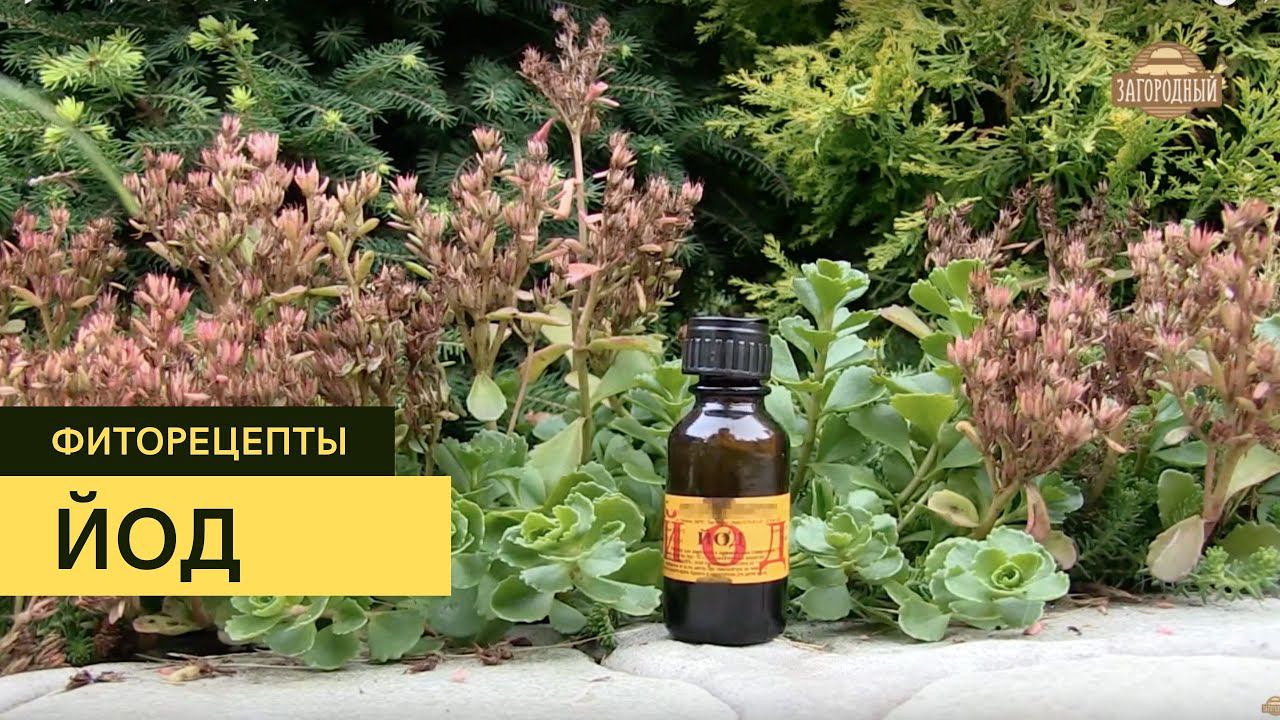 Йод \ Подкормка растений \ Фиторецепты
