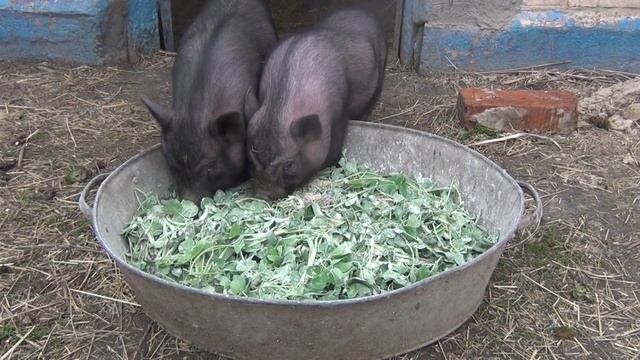 Вьетнамские поросята. Жизнь в деревне