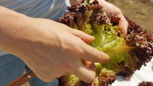 Необычные листовые салаты