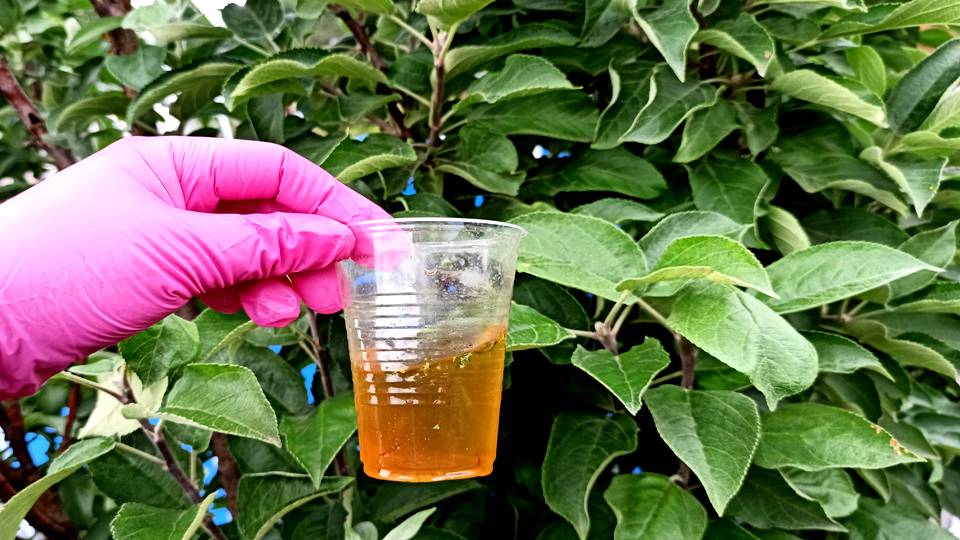 ОПРЫСКАЛА ЭТИМ НАСТОЕМ ТЛЮ КАК ВЕТРОМ СДУЛО С ОГОРОДА! Чистотел + от вредителей в огороде