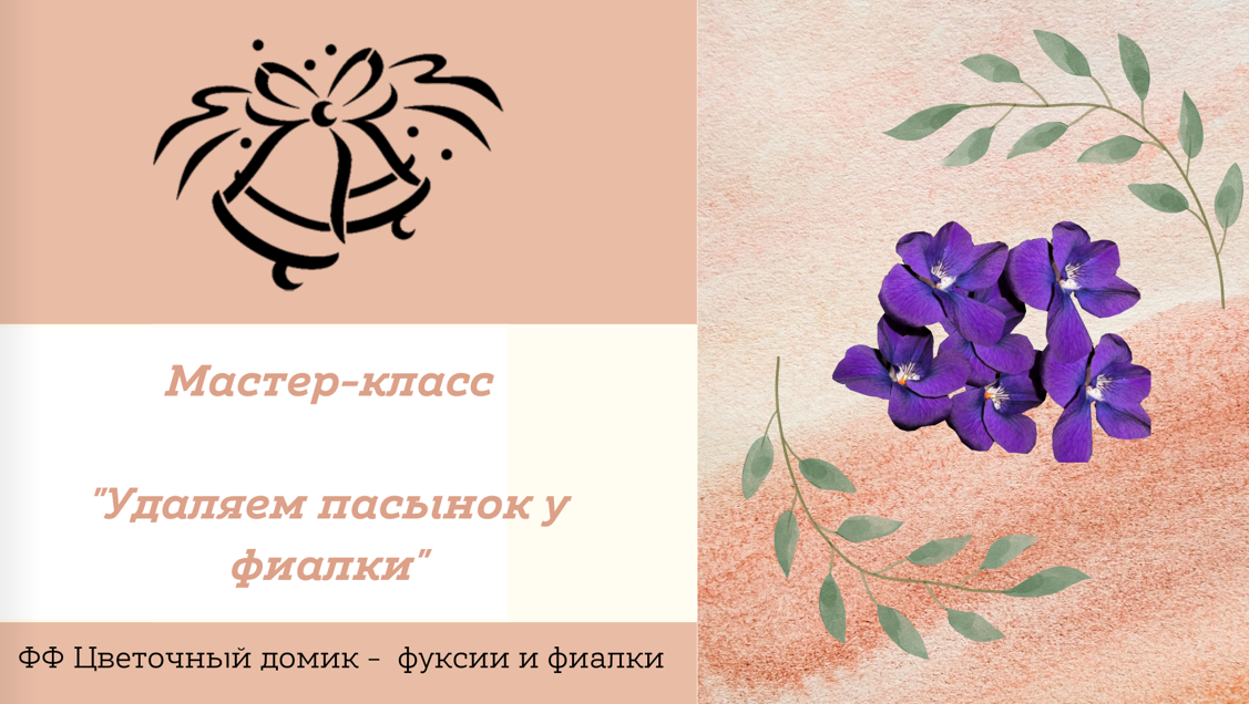 Мастер-класс "Удаление пасынка у фиалки"