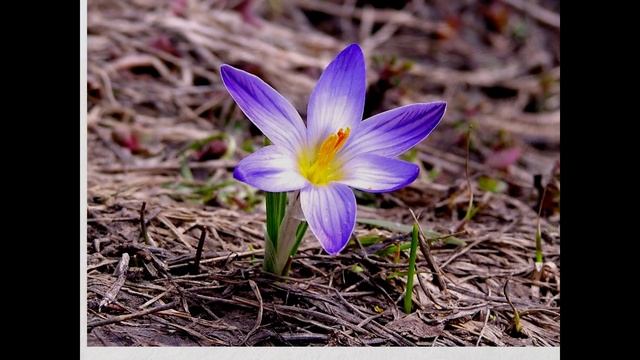 АРХЫЗ И СОФИЯ, МАЙ  2004