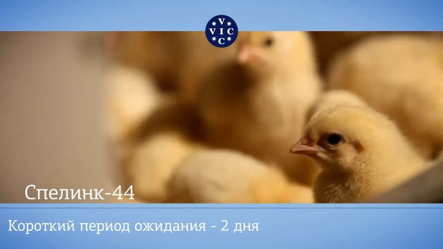 Спелинк 44: комплексное решение для контроля ассоциированных инфекций у птиц и свиней