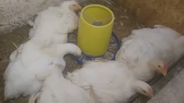 Почему дохут бройлеры и как этого избежать .mp4
