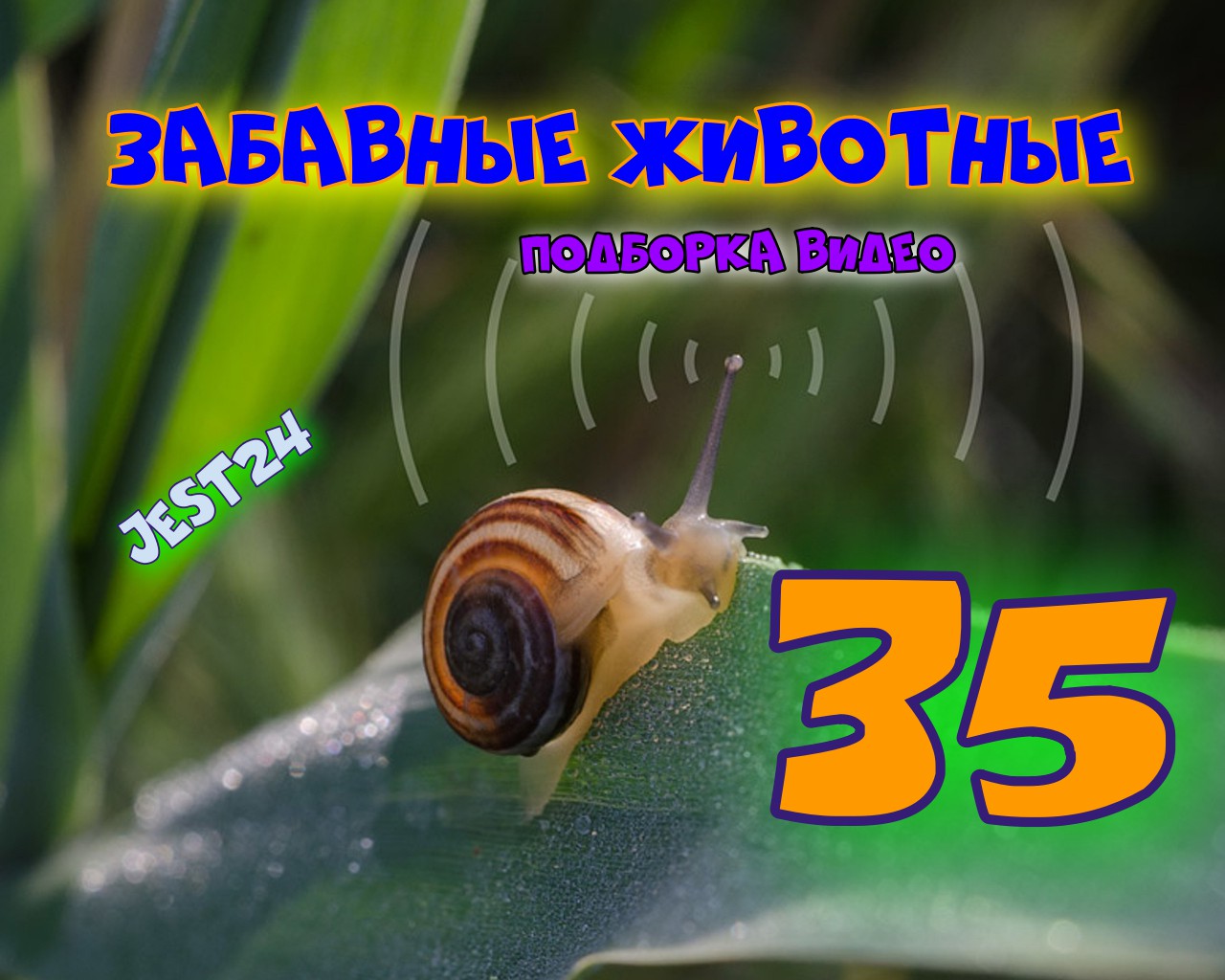Забавные животные / Подборка видео №35
