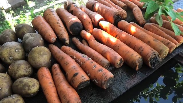 Как сохранились овощи в погребе на конец июня