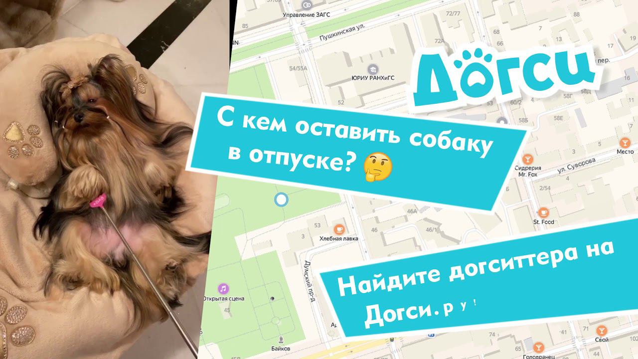 Догси.ру – Сидим с собакой, пока вы в отъезде