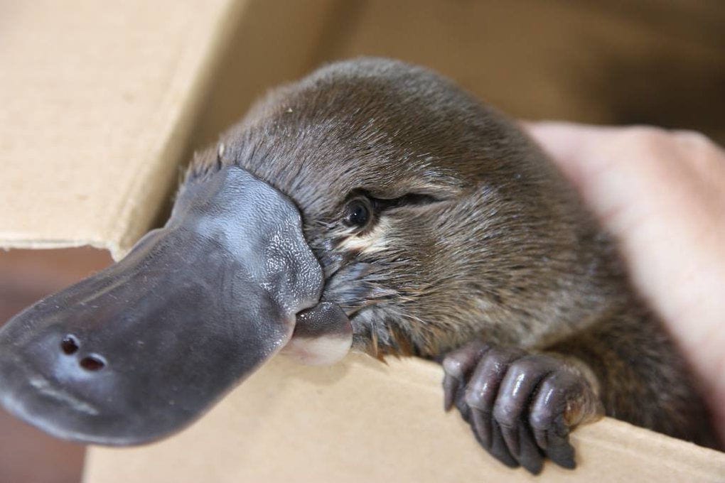 Смех и Приколы с животными до слез | Улётные видео приколы про животных