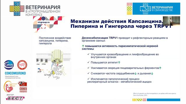 Влияние фенольных соединений на физиологические процессы в организме свиней