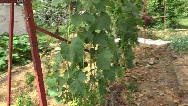 ЧЕКАНКА СТОЛОВОГО И ПРОРЕЗКА ВИННОГО ВИНОГРАДА В НАЧАЛЕ  ИЮЛЯ