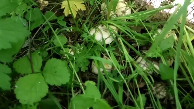 Как растут лисички в Сибири? Сбор грибов в березовом лесу